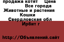 продажа котят  › Цена ­ 15 000 - Все города Животные и растения » Кошки   . Свердловская обл.,Ирбит г.